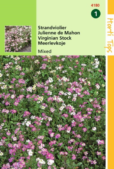 Virginian Stock (Malcolmia maritima) 2200 seeds HT